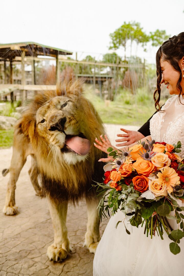 A smiling bride holding an orange rose bouquet greets a lion through the glass at her Central Florida wedding